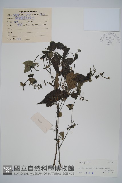 疏花馬藍藏品圖，第1張