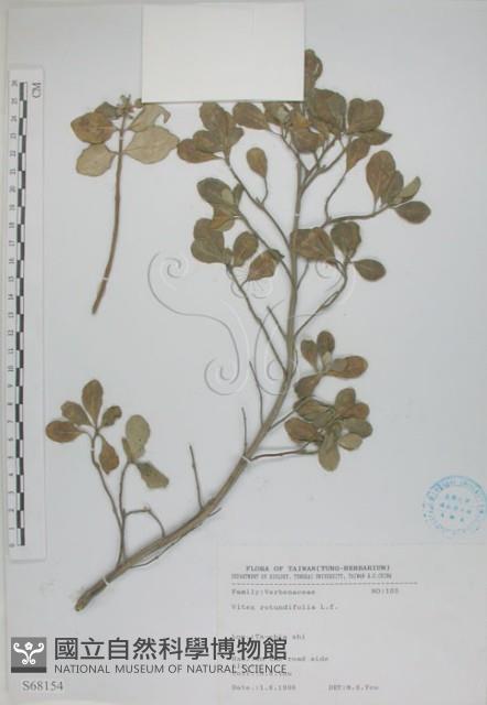 海埔姜藏品圖，第1張