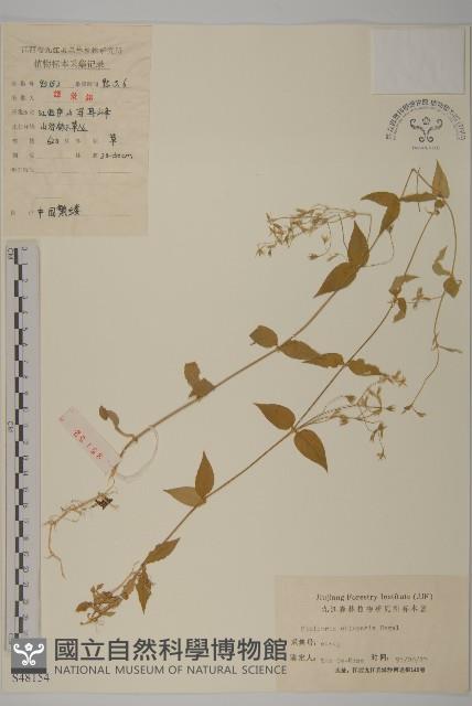 中國繁縷藏品圖，第1張