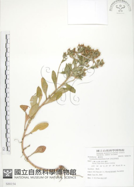 茅毛珍珠菜藏品圖，第1張
