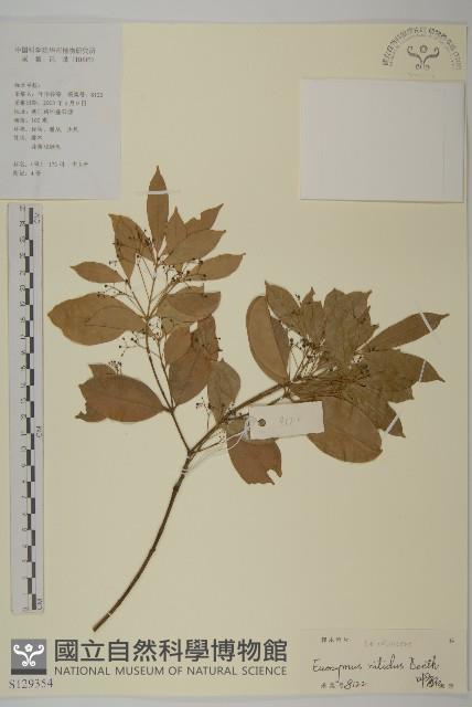 亮葉衛矛、中華衛矛藏品圖，第1張