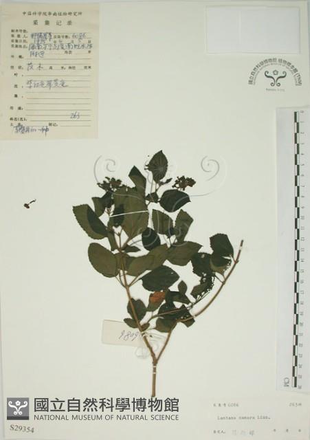 馬櫻丹藏品圖，第1張