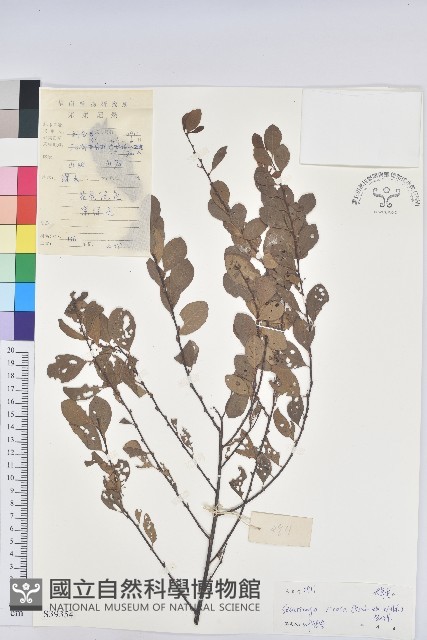 白飯樹藏品圖，第1張