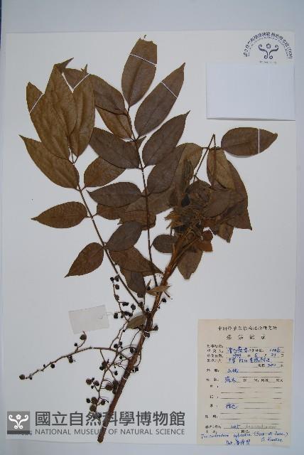 木蜡樹、野漆樹藏品圖，第1張