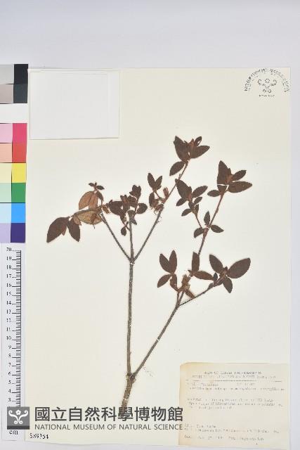 紅毛杜鵑藏品圖，第1張