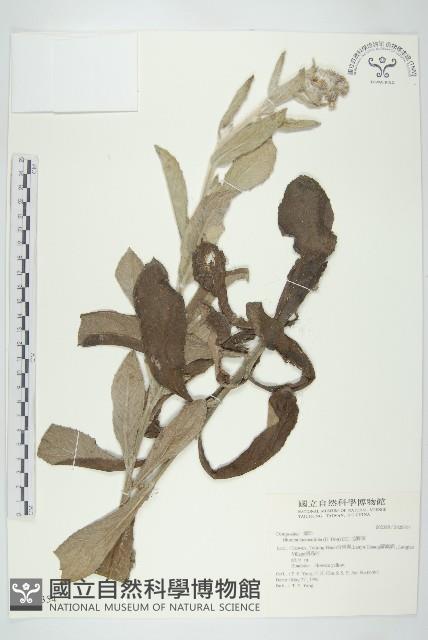 毛將軍藏品圖，第1張