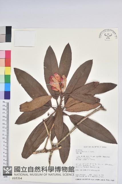 森氏杜鵑、森氏滿江紅藏品圖，第1張