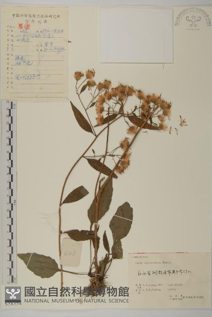 山白蘭藏品圖，第1張