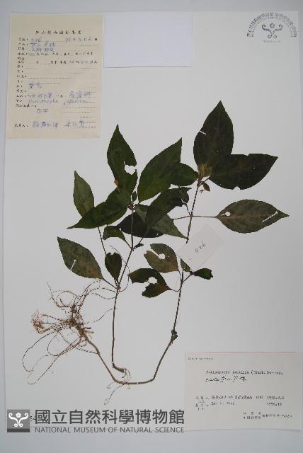 九頭獅子草藏品圖，第1張