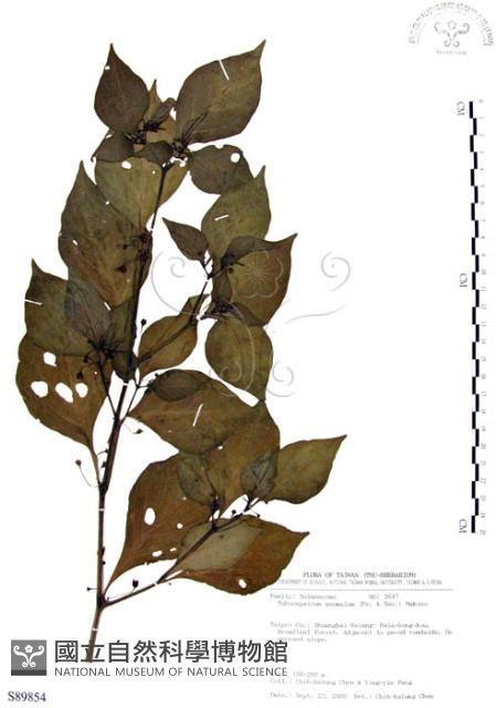 龍珠藏品圖，第1張