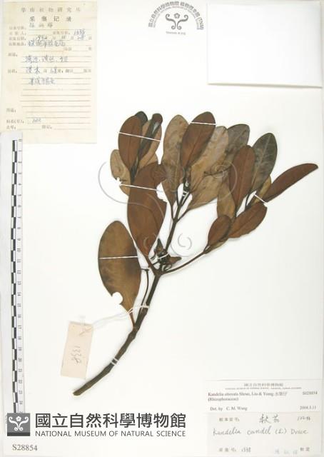 水筆仔藏品圖，第1張