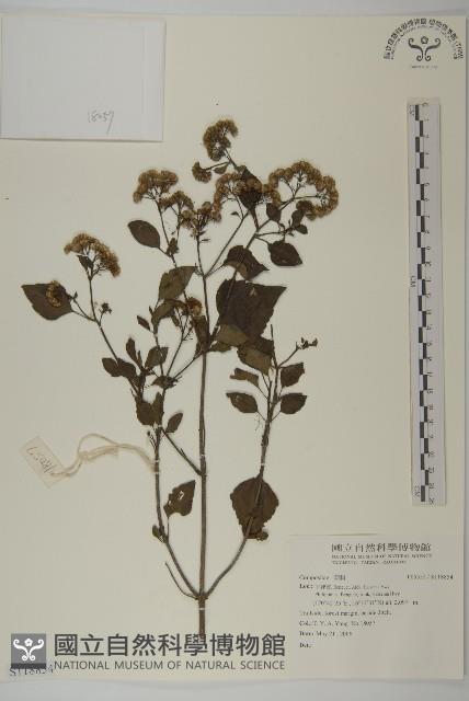 登錄號:S118854藏品圖，第1張