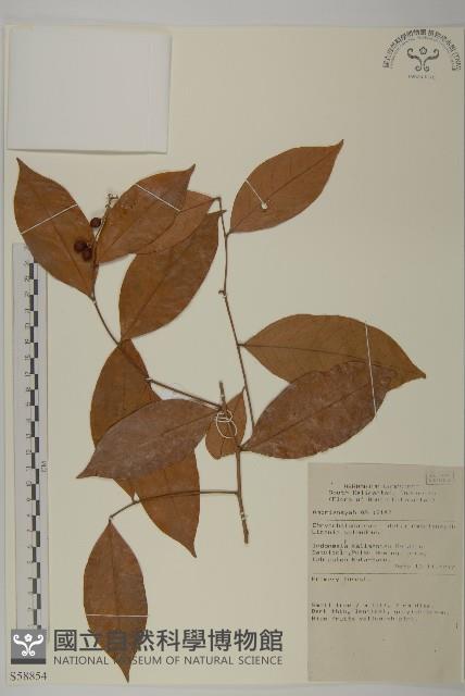 登錄號:S058854藏品圖，第1張