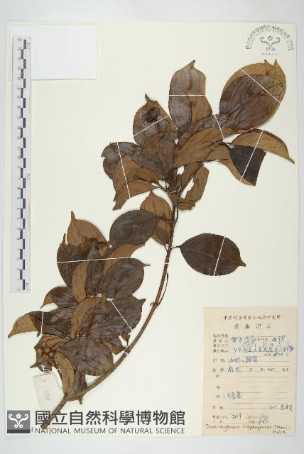 香港四照花藏品圖，第1張