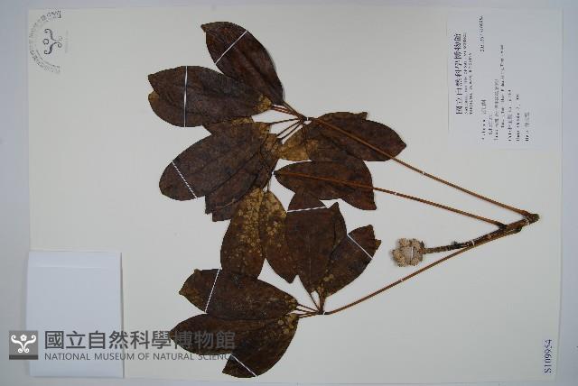 登錄號:S109954藏品圖，第1張