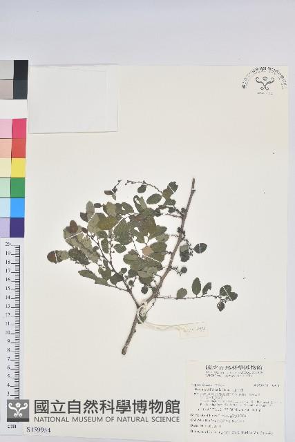 紅仔珠藏品圖，第1張