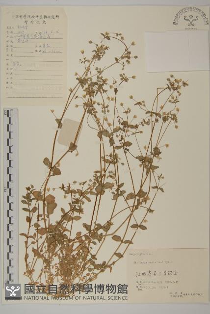 繁縷藏品圖，第1張