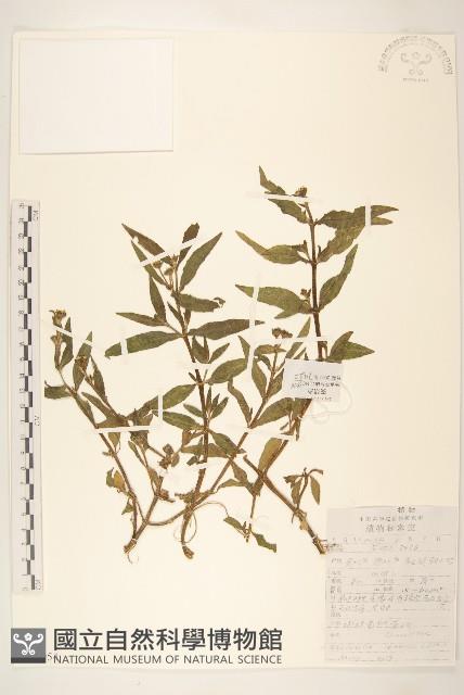 蟛蜞菊藏品圖，第1張