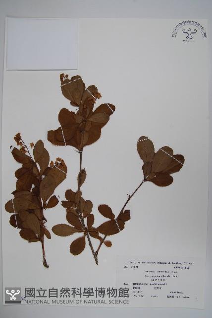 登錄號:S039954藏品圖，第1張