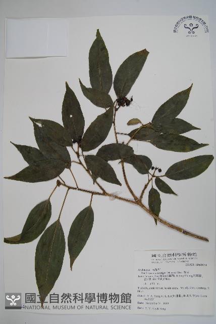 臺灣樹參藏品圖，第1張