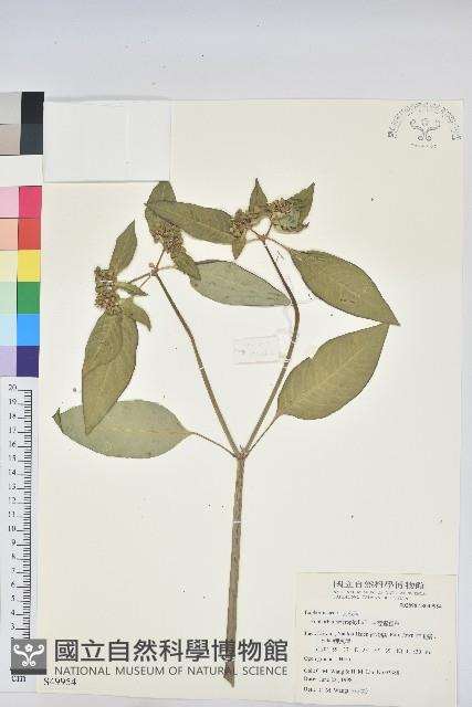 白苞猩猩草藏品圖，第1張