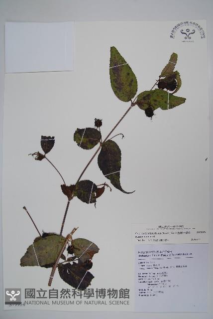 台灣土黨參藏品圖，第1張