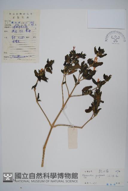 六角英, 槍刀菜藏品圖，第1張