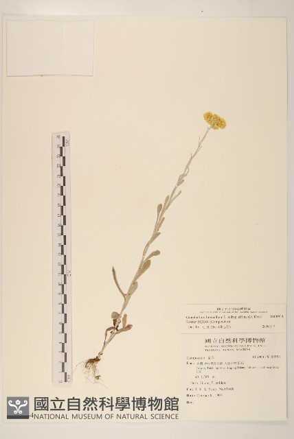 鼠麴草藏品圖，第1張