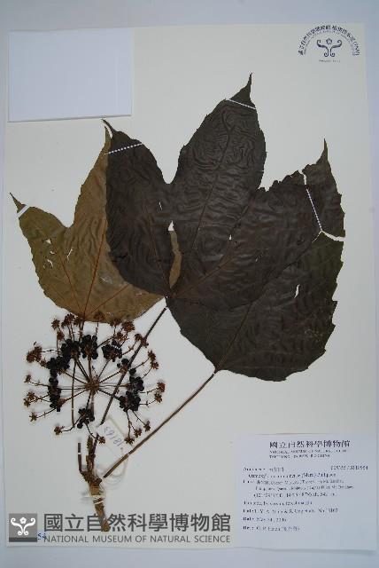 登錄號:S118954藏品圖，第1張