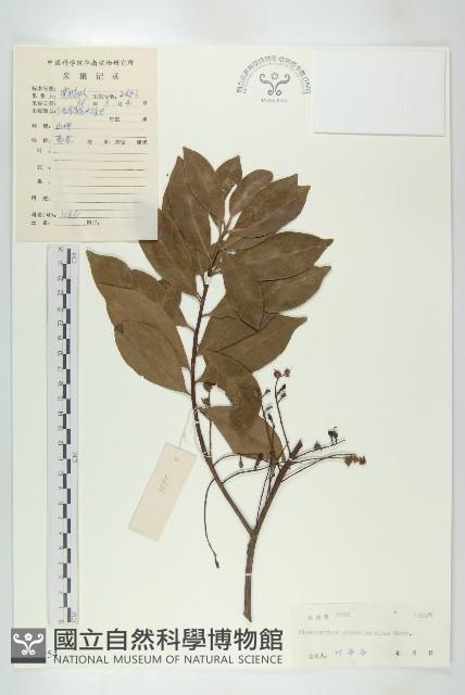 禿瓣杜英藏品圖，第1張