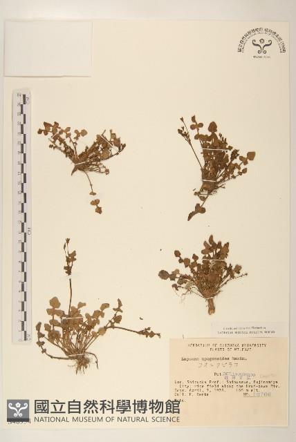 稻槎菜藏品圖，第1張