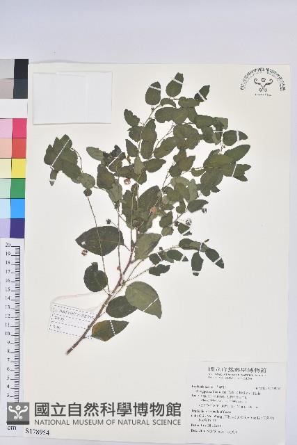 白飯樹藏品圖，第1張