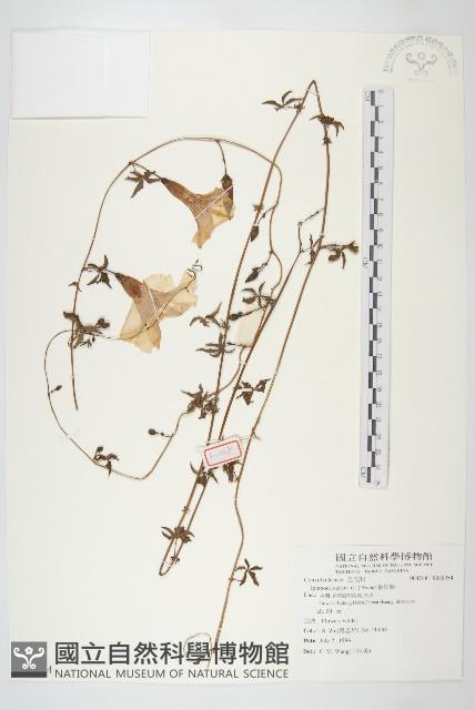 番仔藤藏品圖，第1張