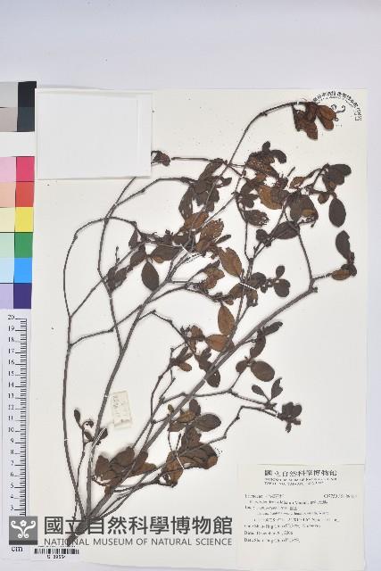 金毛杜鵑藏品圖，第1張