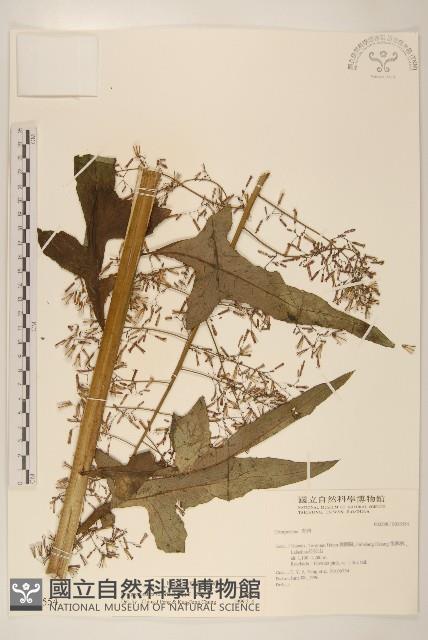 山苦藚、假福王草藏品圖，第1張