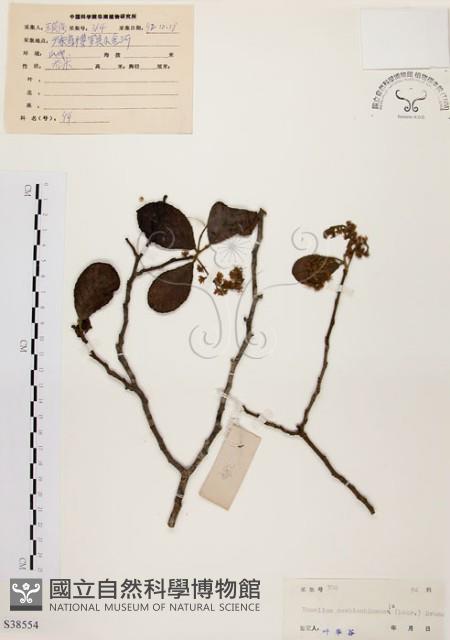 天料木藏品圖，第1張