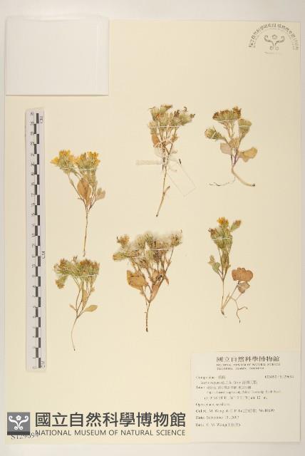 濱剪刀股藏品圖，第1張