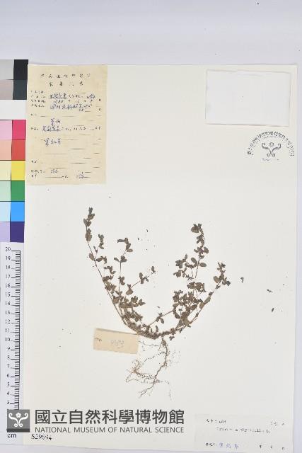 千根草藏品圖，第1張