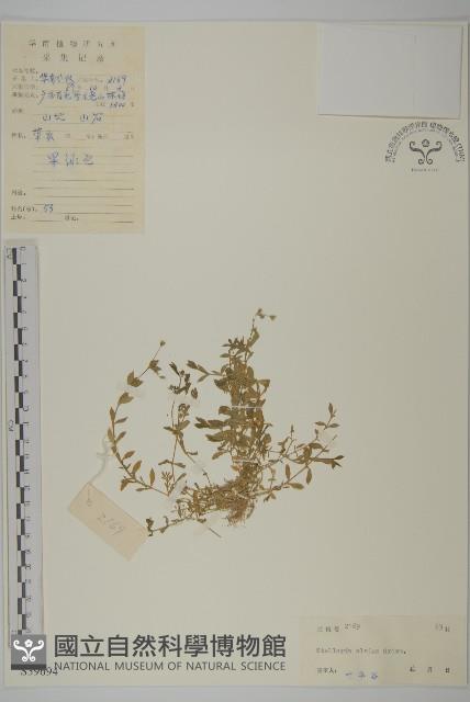 雀舌草藏品圖，第1張