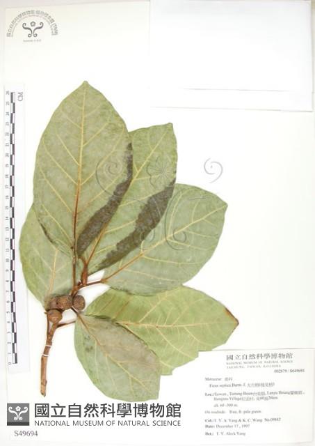 大冇榕、稜果榕藏品圖，第1張