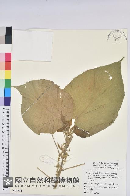 紅頭鐵莧、蘭嶼鐵莧藏品圖，第1張