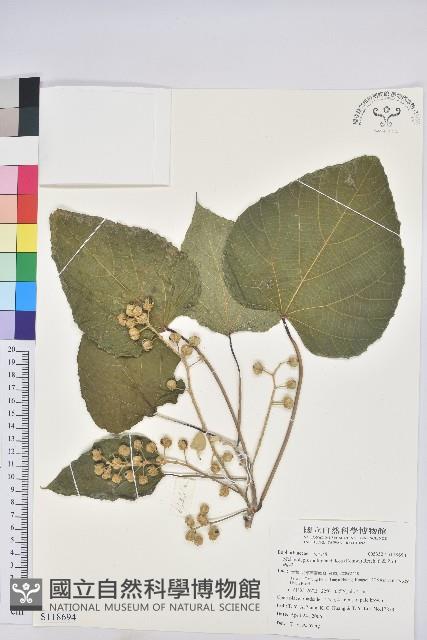 蟲屎藏品圖，第1張