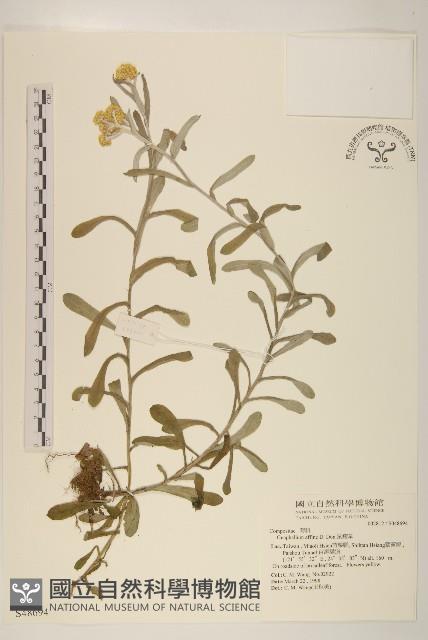 鼠麴草藏品圖，第1張