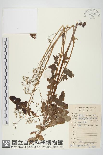 黃鵪菜藏品圖，第1張