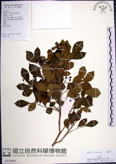 月橘藏品圖，第1張