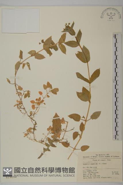 牛繁縷藏品圖，第1張