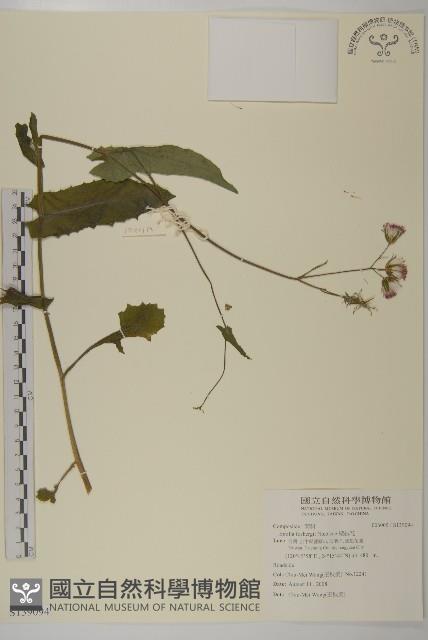 纓絨花藏品圖，第1張