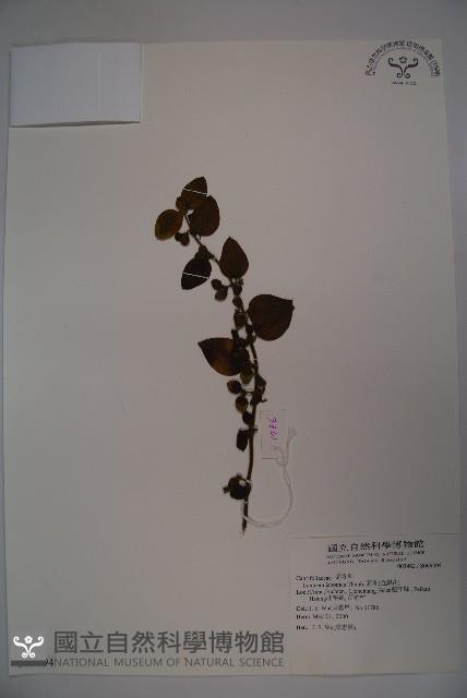 忍冬、金銀花藏品圖，第1張