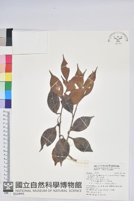 珍珠花、長尾葉越橘藏品圖，第1張