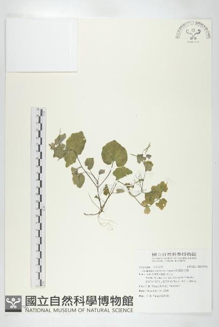 腎葉碎米薺藏品圖，第1張